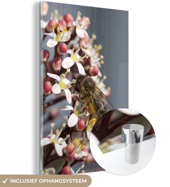® Glasschilderij 20x30 cm - Schilderij acrylglas - Honingbij op de skimmia bloem - Foto op glas - Muurdecoratie woonkamer - Wanddecoratie slaapkamer - Schilderijen