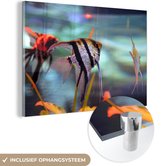 MuchoWow® Glasschilderij 120x80 cm - Schilderij acrylglas - Aquarium - Vissen - Maanvis - Foto op glas - Schilderijen