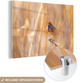 MuchoWow® Glasschilderij 150x100 cm - Schilderij acrylglas - Een kleurrijke blauwborst staat op een paal in Noorwegen - Foto op glas - Schilderijen