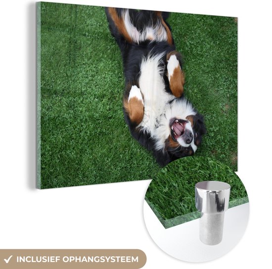 MuchoWow® Peinture sur verre 150x100 cm - Peinture sur verre acrylique - Bouvier Berner allongé confortablement sur l'herbe - Photo sur verre - Peintures