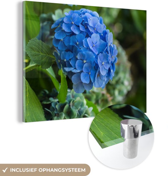 MuchoWow® Glasschilderij 160x120 cm - Schilderij acrylglas - Blauwe hortensia bloem in een tuin - Foto op glas - Schilderijen