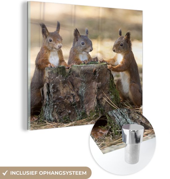 MuchoWow® Glasschilderij 20x20 cm - Schilderij acrylglas - Drie eekhoorns rond afgehakte boom - Foto op glas - Schilderijen
