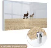 MuchoWow® Glasschilderij 160x80 cm - Schilderij acrylglas - Rennende ezels - Foto op glas - Schilderijen