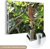 MuchoWow® Glasschilderij 180x120 cm - Schilderij acrylglas - Valk - Boom - Roofvogel - Foto op glas - Schilderijen