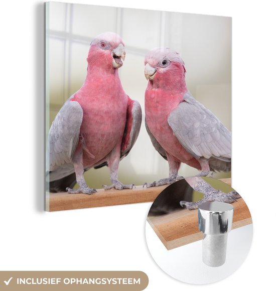 MuchoWow® Glasschilderij 20x20 cm - Schilderij acrylglas - Twee roze kaketoe's in gesprek - Foto op glas - Schilderijen