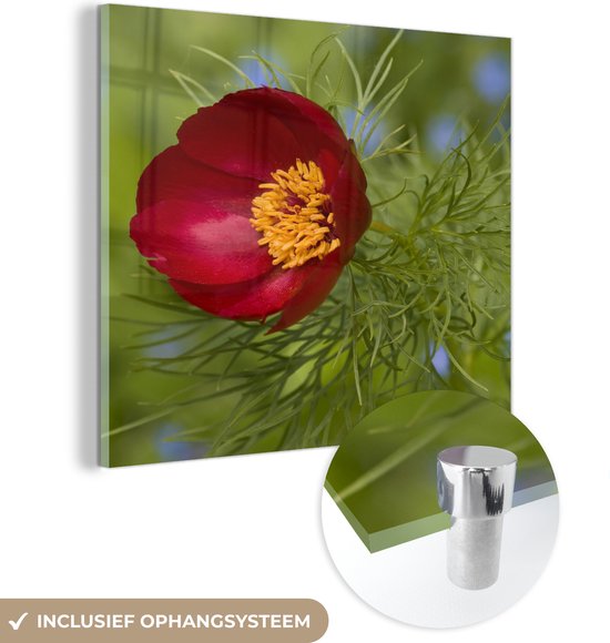 MuchoWow® Glasschilderij 20x20 cm - Schilderij acrylglas - De rode pioenroos met een groene achtergrond - Foto op glas - Schilderijen