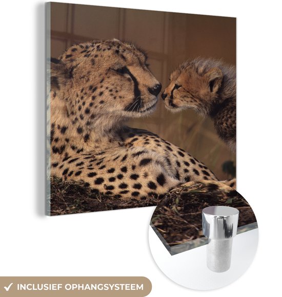 MuchoWow® Glasschilderij 20x20 cm - Schilderij acrylglas - Cheeta moeder en welp - Foto op glas - Schilderijen