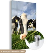 Gros plan d'une vache frisonne broutant Plexiglas 60x90 cm - Tirage photo sur Glas (décoration murale en plexiglas)