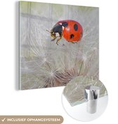 MuchoWow® Glasschilderij 20x20 cm - Schilderij acrylglas - Lieveheersbeestje op paardebloem - Foto op glas - Schilderijen