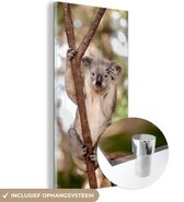 MuchoWow® Glasschilderij 80x160 cm - Schilderij acrylglas - Koala - Takken - Dier - Kinderen - Jongens - Meiden - Foto op glas - Schilderijen