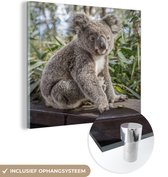 MuchoWow® Glasschilderij 20x20 cm - Schilderij acrylglas - Koala - Plank - Planten - Kinderen - Jongens - Meiden - Foto op glas - Schilderijen
