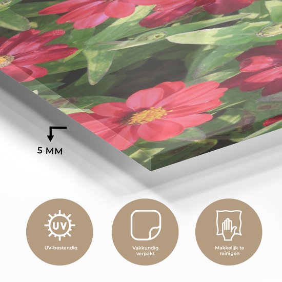 MuchoWow® Glasschilderij 60x120 cm - Schilderij acrylglas - Rode zinnia bloemen tijdens een zonnige dag - Foto op glas - Schilderijen
