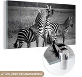 MuchoWow® Glasschilderij 120x60 cm - Schilderij acrylglas - Vechtende zebra's - Foto op glas - Schilderijen