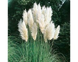 Set van 3 | Cortaderia selloana - 1 liter pot