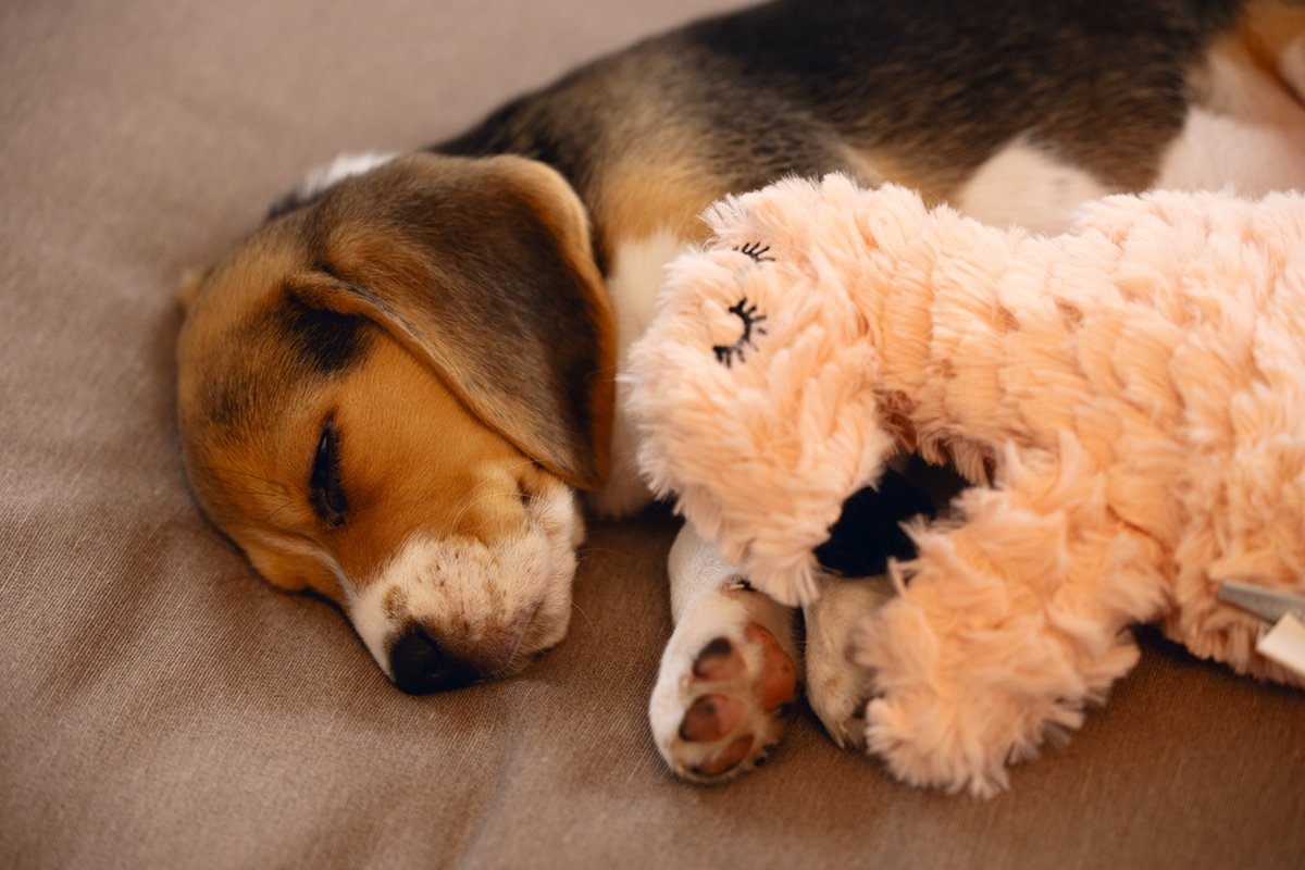 Beeztees Puppy Flamino - Puppy Speelgoed - Puppyknuffel - Hondenspeelgoed - Pluche - Roze - 30x21x5 cm thumbnail 4