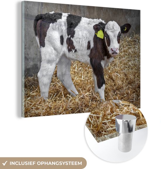 Un joli veau de vache frison dans la belle paille Plexiglas 40x30 cm - petit - Tirage photo sur Glas (décoration murale en plexiglas)