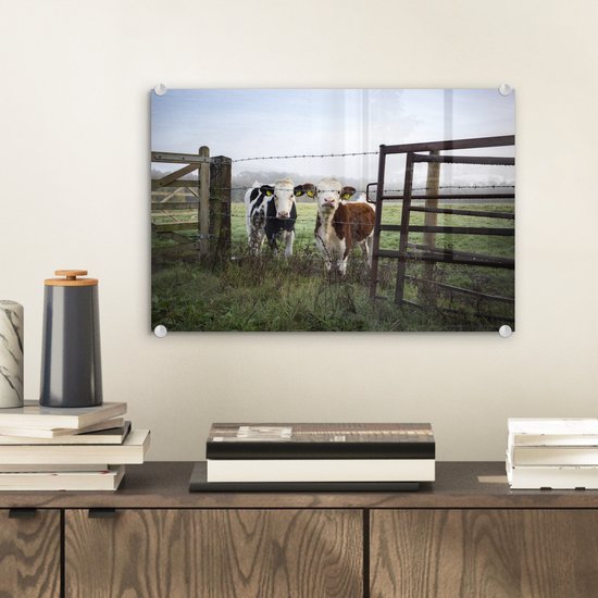 Deux jeunes vaches frisonnes derrière une clôture en fil de fer barbelé Plexiglas 30x20 cm - petit - Tirage photo sur verre (décoration murale en plexiglas)