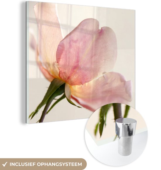 Glasschilderij - Een nog jonge en gevoelige roze roos met witte achtergrond - Plexiglas Schilderijen