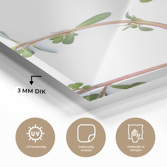 Pourpier sur fond blanc Plexiglas 40x60 cm - Tirage photo sur Glas (décoration murale en plexiglas)