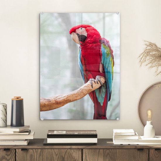 MuchoWow® Glasschilderij - Rode ara fotoafdruk - 30x40 cm - Acrylglas  Schilderijen -... | bol.com