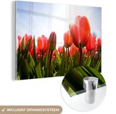 Verre de tulipes rouges au soleil 120x80 cm - Tirage photo sur verre (décoration murale en plexiglas)