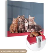 MuchoWow® Glasschilderij 40x30 cm - Schilderij acrylglas - Kittens - Blauw - Roze - Meisjes - Kinderen - Jongens - Kind - Foto op glas - Schilderijen