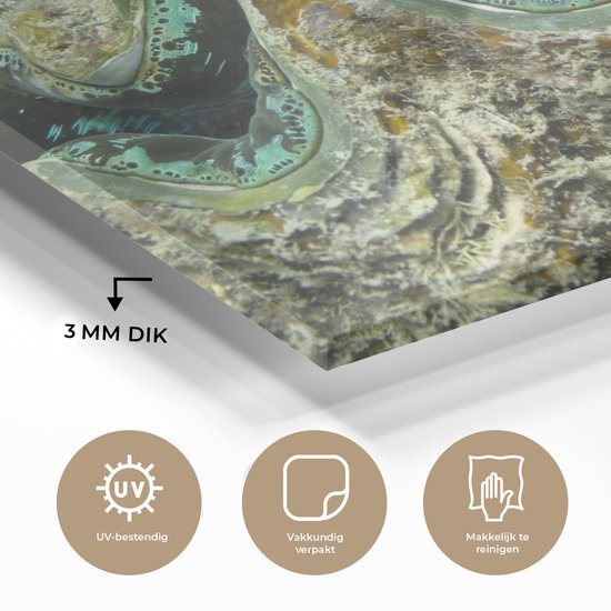 Gros plan d'une palourde de police colorée à Whitsunday Islands Plexiglass 40x30 cm - petit - Tirage photo sur Glas (décoration murale en plexiglas)