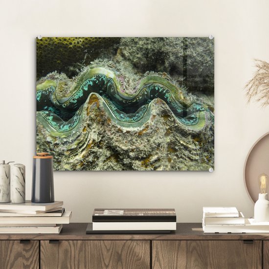 Gros plan d'une palourde de police colorée à Whitsunday Islands Plexiglass 40x30 cm - petit - Tirage photo sur Glas (décoration murale en plexiglas)