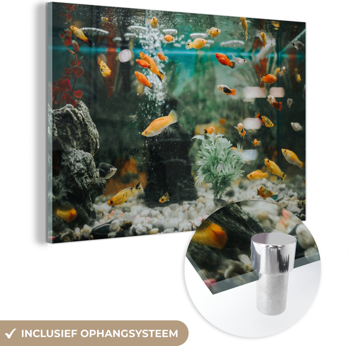 ® Glasschilderij 120x80 cm - Schilderij acrylglas - Kleine visjes in een aquarium - Foto op glas - Muurdecoratie woonkamer - Wanddecoratie slaapkamer - Schilderijen