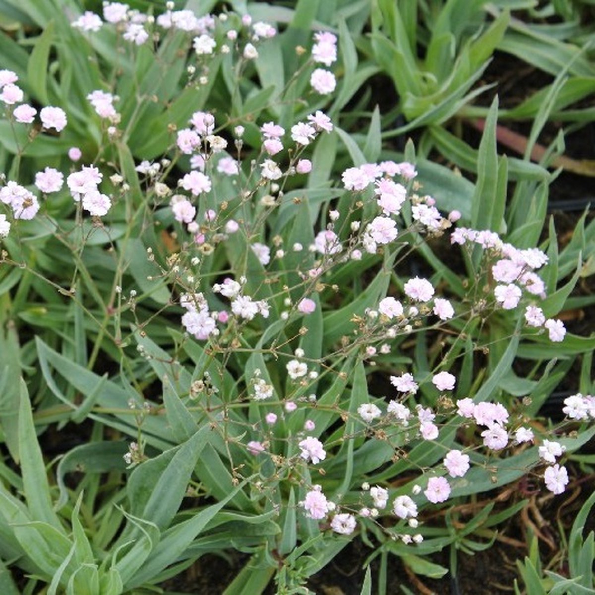 6x Gipskruid Gypsophila Paniculata Bristol Fairy Pot 9x9cm Bol
