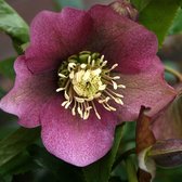 6x Nieskruid - Helleborus orientalis 'Red Hybrids' - Pot 9x9cm