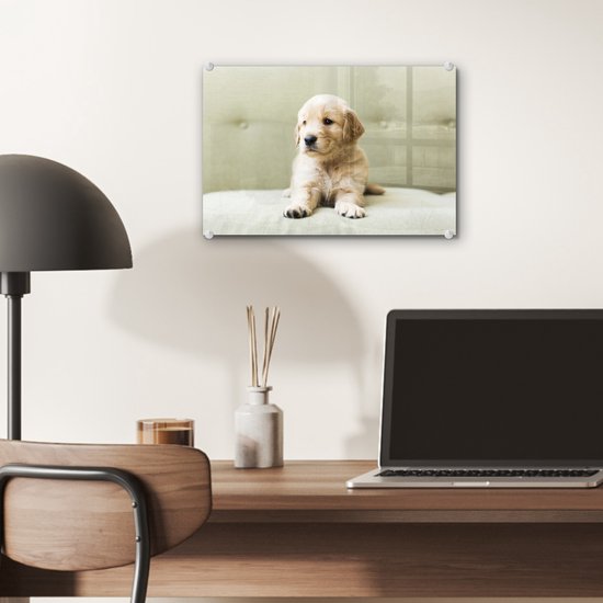 Chiot Golden Retriever allongé sur le canapé Plexiglas 30x20 cm - petit - Tirage photo sur Glas (décoration murale en plexiglas)