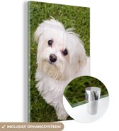 Chien maltais regarde vers le haut Plexiglas 120x180 cm - Tirage photo sur Glas (décoration murale plexiglas) XXL / Groot format!