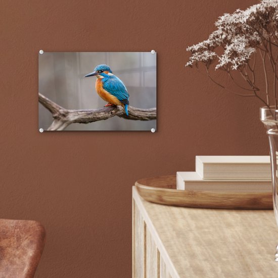 ® Glasschilderij 30x20 cm - Schilderij acrylglas - IJsvogel - Takken - Portret - Foto op glas - Muurdecoratie woonkamer - Wanddecoratie slaapkamer - Schilderijen