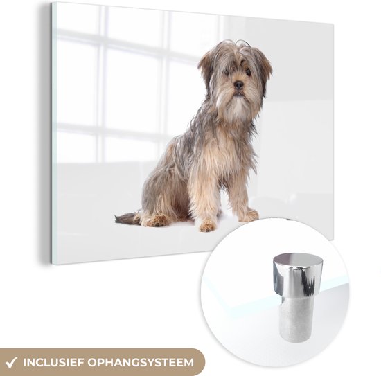 MuchoWow® Glasschilderij 60x40 cm - Schilderij acrylglas - Shih Tzu hond op een witte achtergrond - Foto op glas - Schilderijen
