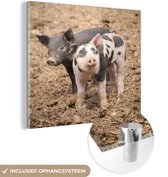 MuchoWow® Peinture sur verre 90x90 cm - Peinture sur verre - Animaux - Cochon - Ferme - Photo sur verre acrylique - Peintures