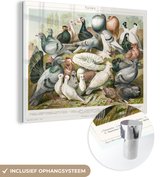MuchoWow® Peinture sur verre 40x30 cm - Peinture sur verre acrylique - Pigeons - Vintage - Dessin - Photo sur verre - Peintures