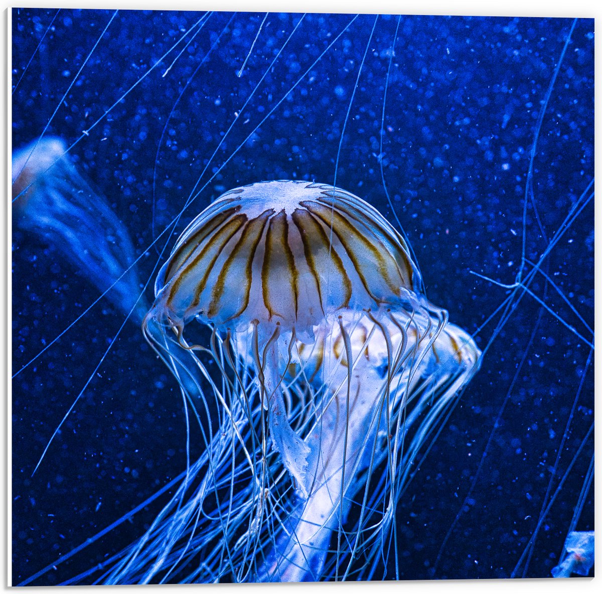PVC Schuimplaat - Wit met Bruine Kwallen Zwemmend in Aquarium - 50x50 cm Foto op PVC Schuimplaat (Met Ophangsysteem)