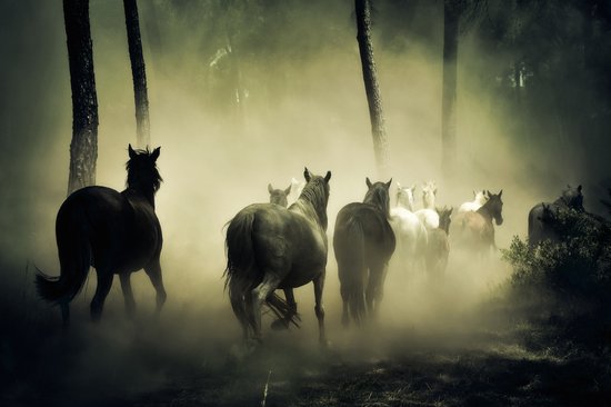 Dibond - Dier / Dieren Wildlife / Paarden - Beige / bruin / wit / zwart - 120 x 180 cm