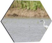 Dibond Hexagon - Witte Reiger met Lange poten lopend door Ondiep Water - 30x26.1 cm Foto op Hexagon (Met Ophangsysteem)