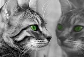 Fotobehang Cat Kitten | XL - 208cm x 146cm | 130g/m2 Vlies