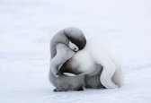 Fotobehang Penguins | XXL - 312cm x 219cm | 130g/m2 Vlies
