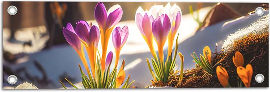 Tuinposter – Zonnestralen op Bloeiende Krokusbloemen op Koude Ochtend - 60x20 cm Foto op Tuinposter (wanddecoratie voor buiten en binnen)