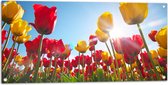Tuinposter – Zonnestralen Vallend op Bloemenveld Vol Rode en Gele Bloemen - 100x50 cm Foto op Tuinposter (wanddecoratie voor buiten en binnen)
