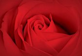 Fotobehang Flower Rose  | XL - 208cm x 146cm | 130g/m2 Vlies
