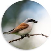 PVC Schuimplaat Muurcirkel - Zijaanzicht van Grauwe Klauwier Vogel op Tak - 50x50 cm Foto op Muurcirkel (met ophangsysteem)