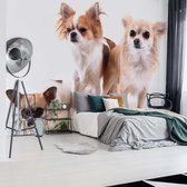 Fotobehang Dogs | VEL - 152.5cm x 104cm | 130gr/m2 Vlies