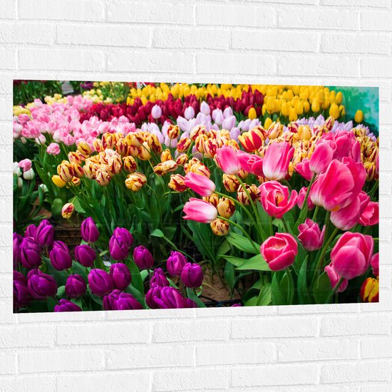 Muursticker - Verse Tulpen in Verschillende Kleuren in het Veld - 105x70 cm Foto op Muursticker