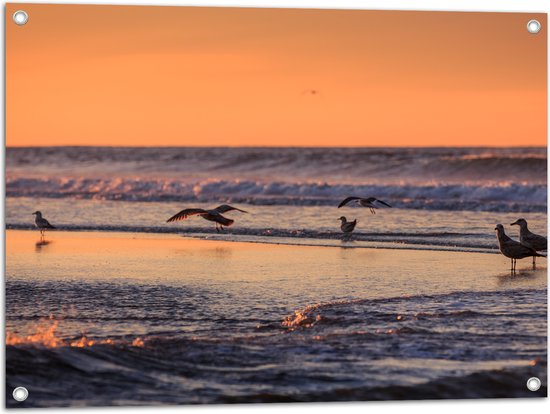Tuinposter – Vliegende en Lopende Vogels in en Boven het Zeewater tijdens Zonsondergang - 80x60 cm Foto op Tuinposter (wanddecoratie voor buiten en binnen)