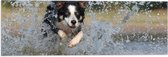 Vlag - Vrolijk Rennende Bordercollie Hond door het Water - 60x20 cm Foto op Polyester Vlag